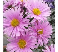 6 x aster grand d'automne - aster novi belgii 'sarah ballard' - godet 9x9 cm
