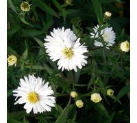6 x aster grand d'automne - aster novi belgii 'white ladies' - godet 9x9 cm