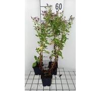 6 x Aster hybr. 'Js Eleven Purple'® - Aster d'automne - pot 9 x 9 cm