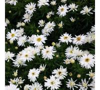 6 x aster 'kristina' - godet 9x9 cm