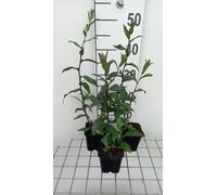 6 x Aster laevis 'Calliope' - Aster d'automne - Pot 9 x 9 cm
