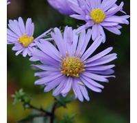 6 x aster laevis 'calliope' - godet 9x9 cm