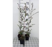 6 x Aster laevis 'November blue' - Aster d'automne - pot 9 x 9 cm