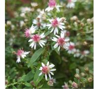 6 x aster lateriflorus 'prince' - godet 9x9 cm