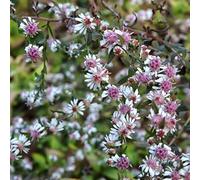 6 x Aster laterifolius 'Lady In Black' - Aster Lateriflorus 'Lady In Black' - Godet 9x9 cm, Fleurs Blanches sur Feuillage Noir, Effet Spectaculaire
