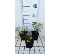 6 x Aster linosyris - Aster d'automne - Pot 9 x 9 cm