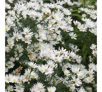 6 x aster 'monte cassino' - godet 9x9 cm