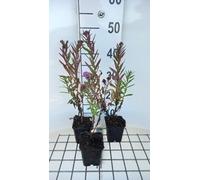 6 x Aster n.-a. 'Andenken An. Gerber' - Aster d'automne - Pot 9 x 9 cm