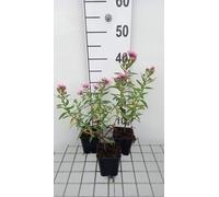 6 x Aster n.-a. 'Rudelsburg' - Aster d'automne - pot 9 x 9 cm