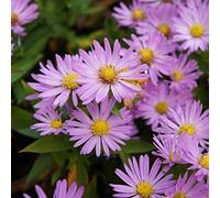 6 x aster nain - aster dumosus 'anneke' - godet 9x9 cm