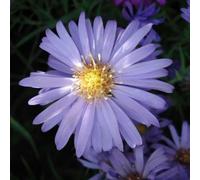6 x aster nain - aster dumosus 'lady in blue' - godet 9x9 cm
