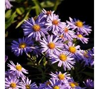 6 x aster nain - aster dumosus 'professor anton kippenberg' - godet 9x9 cm