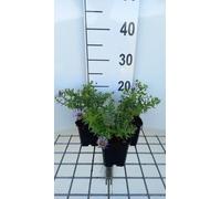 6 x Aster oblong 'October Skies' - Aster d'automne - Pot 9 x 9 cm