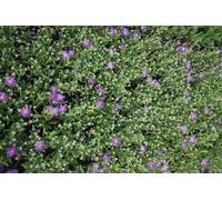6 x Aster thomsonii - Aster d'automne - pot 9 x 9 cm