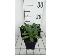 6 x Aster tong. mountain Garden' - Aster d'automne - Pot 9 x 9 cm