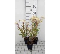 6 x Aster umbellatus 'Weisser Schirm' - Aster d'automne - pot 9 x 9 cm