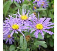 6 x asters d'été - Aster « Blue King » | Pot 9 cm x 9 cm