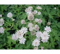 6 x Astrantia major 'Alba' - Houx étoilé - pot 9 x 9 cm