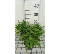 6 x Athyrium otophorum 'Okanum' - Fougère à épis 'Okanum - Pot 9 x 9 cm