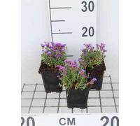 6 x Aubrieta hybrida 'Hamburger Stadtpark' - Blaukissen - Topf 9 x 9 cm