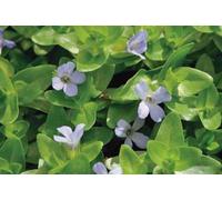6 x Bacopa caroliniana - Tilleul bleu - pot 9 x 9 cm