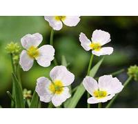 6 x Baldellia ranunculoides - Petite herbe à eau - pot 9 x 9 cm