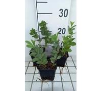 6 x Baptisia australis - pseudodictamnus - Topf 9 x 9 cm