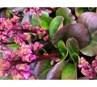 6 x Bergenia 'Rosi Klose' - Plante cordonnier en pot 9x9 cm