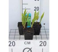 6 x Bletilla striata 'Alba' - Orchidée de terre chinoise blanche - pot 9 x 9 cm
