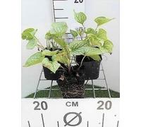 6 x Brunnera macr. 'Jack Frost'® - Myosotis du Caucase - pot 9 x 9 cm