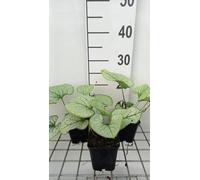 6 x Brunnera macr. 'Silver Spear' - Caucasian Vergissmeinnicht - Topf 9 x 9 cm