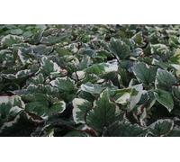 6 x Brunnera macr. 'Variegata' - Myosotis du Caucase - pot 9 x 9 cm