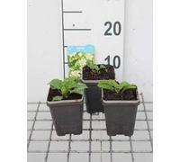 6 x Caltha pal. 'Alba' - Souci des marais blanc - pot 9 x 9 cm