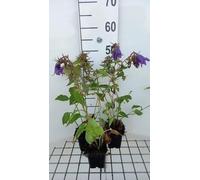 6 x Campanula hybr. 'Kent Belle' - Menthe de montagne - pot 9 x 9 cm