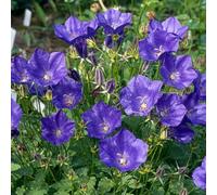 6 x Campanule à grandes fleurs - Campanula 'Kent Belle' | Pot 9 cm x 9 cm