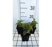 6 x Chelonopsis moschata - Ortie tubulaire - pot 9 x 9 cm