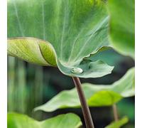 6 x Colocasia esculenta - Elefantenohr - Topf 11 x 11 cm