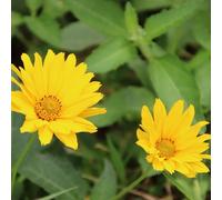 6 x Coreopsis hybr. - Coreopsis hybrida « Crème Brûlée » | Pot 9 cm x 9 cm
