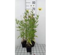6 x Coreopsis hybr. 'Full Moon'® - Oeil de fille - pot 9 x 9 cm