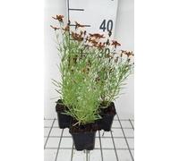 6 x Coreopsis vert. 'Ladybird' - œil de fille - pot 9 x 9 cm