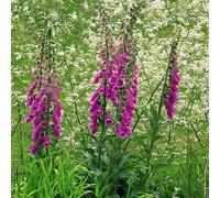 6 x digitale, gant de notre dame - digitalis purpurea 'excelsior hybrids' -