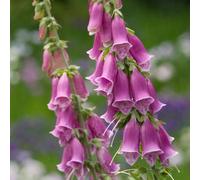 6 x digitale, gant de notre dame - digitalis purpurea - godet 9x9 cm