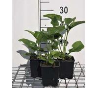 6 x Echinacea purp. 'Alba' - coneflower - pot 9 x 9 cm