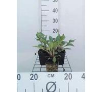 6 x Echinacea purp. 'J.s.roho'® - bleuet - pot 9 x 9 cm