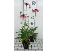 6 x Echinacea purp. purple Emperor' - Echinacea - Pot 9 x 9 cm