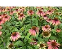 6 x Echinacea purp. summer Cocktail'® - Echinacea - Pot 9 x 9 cm