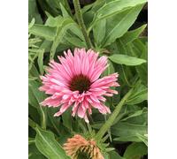 6 x Echinacea purp. 'Sunseekers Salmon' - Hélianthème - Pot 9x9 cm