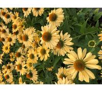 6 x Echinacea purpurea 'Aloha' - Hélianthème - pot 9x9 cm