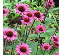 6 x Echinacea purpurea 'Fatal Attraction' (plante ornementale) | Pot de 9x9 cm