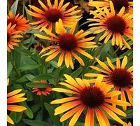 6 x Echinacea purpurea 'Flame Thrower'® (souvent appelée "chapeau de soleil") | Pot de 9x9 cm